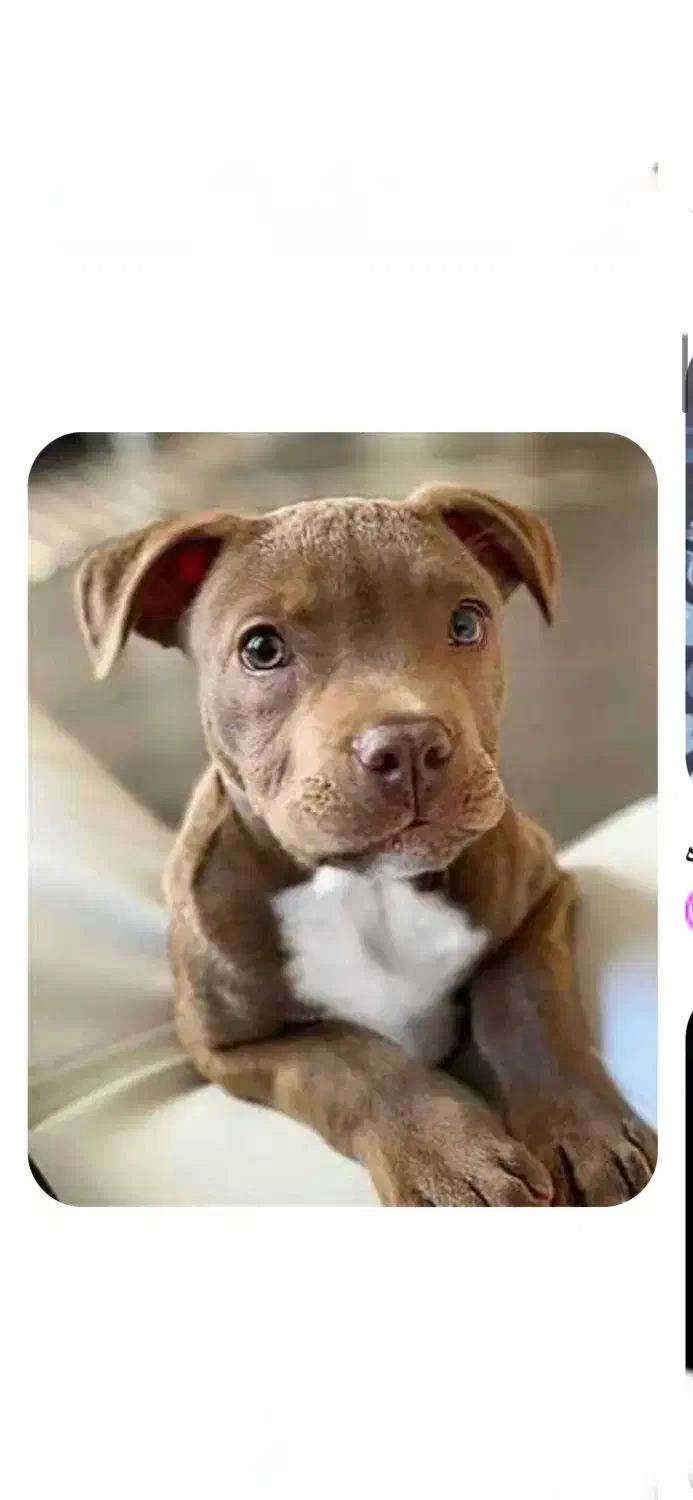 واگذاری سگ پیتبول قهوه ای|سگ|شاهرود, |دیوار