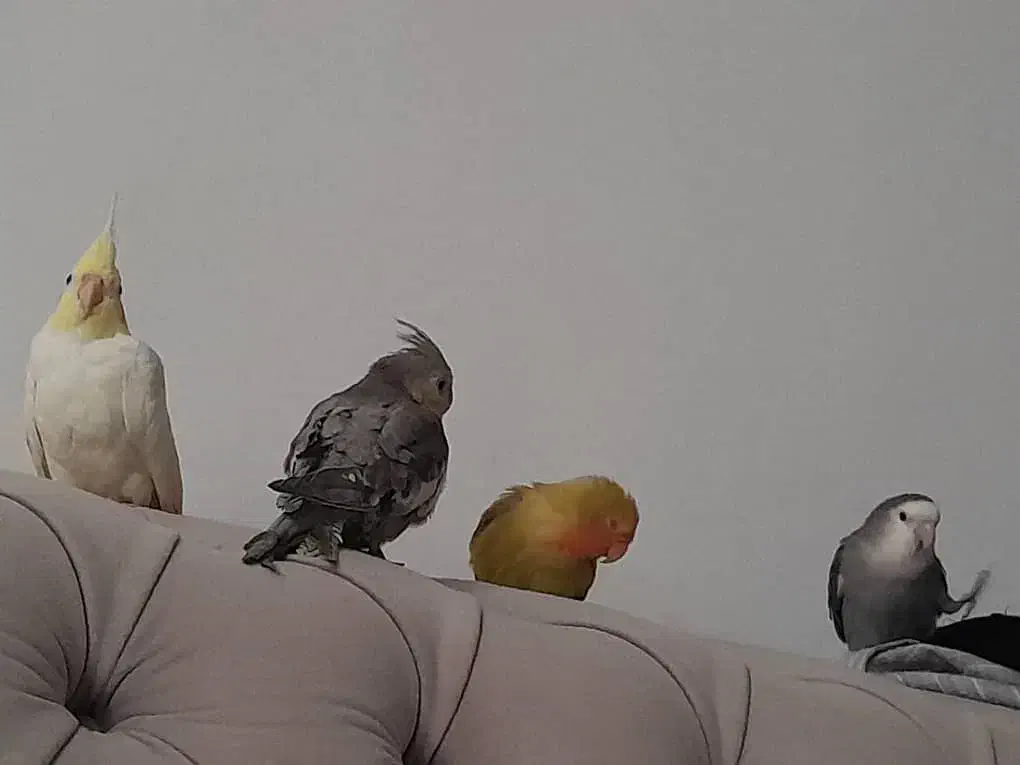 برزیلی و عروس هلندی|پرنده|بندر ماهشهر, |دیوار