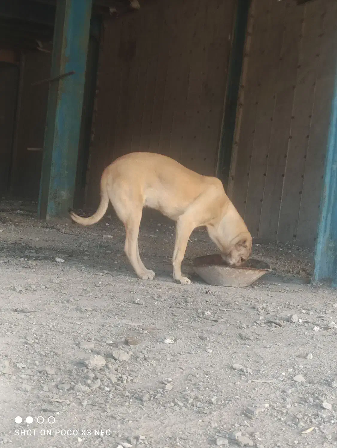 توله ماده سرابی|سگ|رباط‌کریم, رباط‌کریم|دیوار