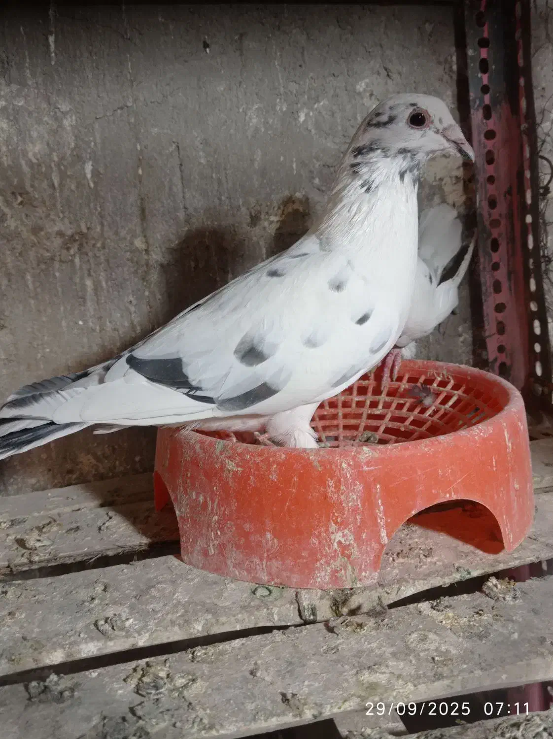 فروشی خاش|پرنده|سراوان, |دیوار