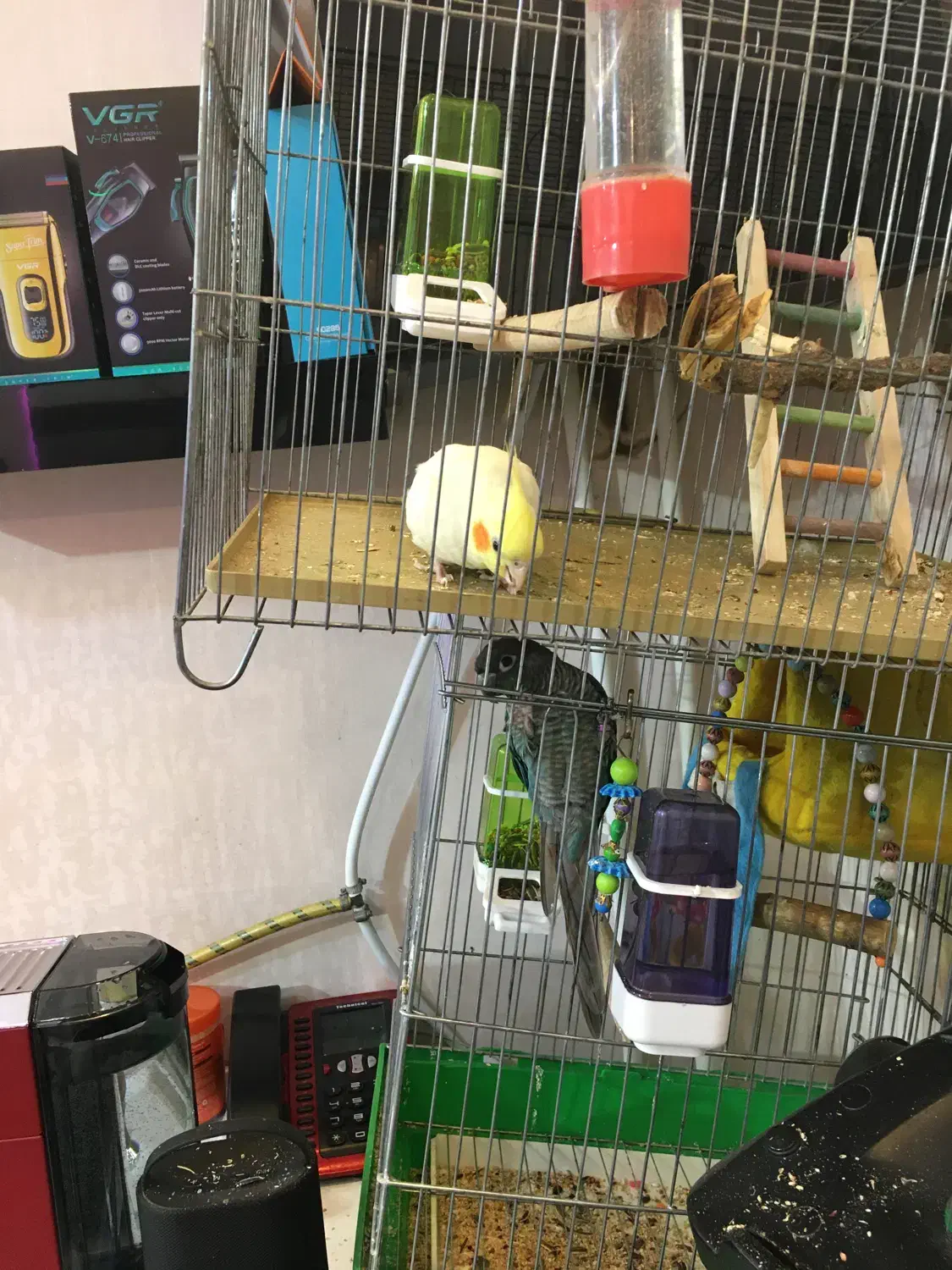 طوطی|پرنده|تهران, اوقاف|دیوار