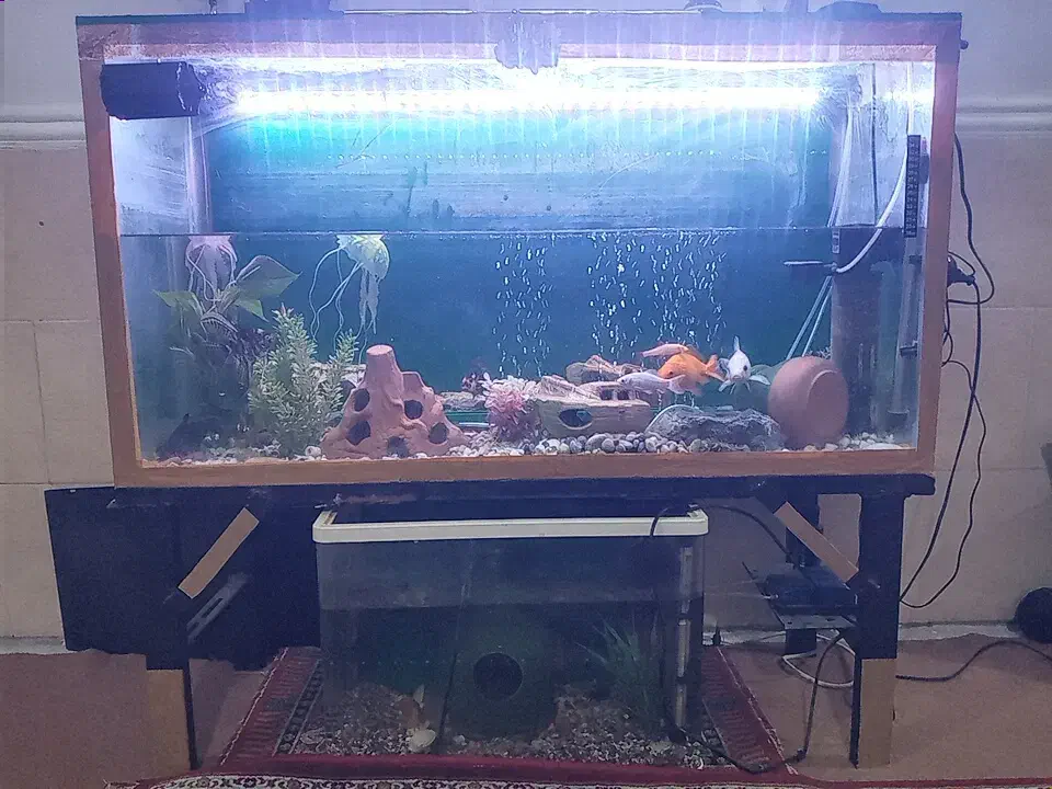 اکواریوم|ماهی|رامهرمز, |دیوار