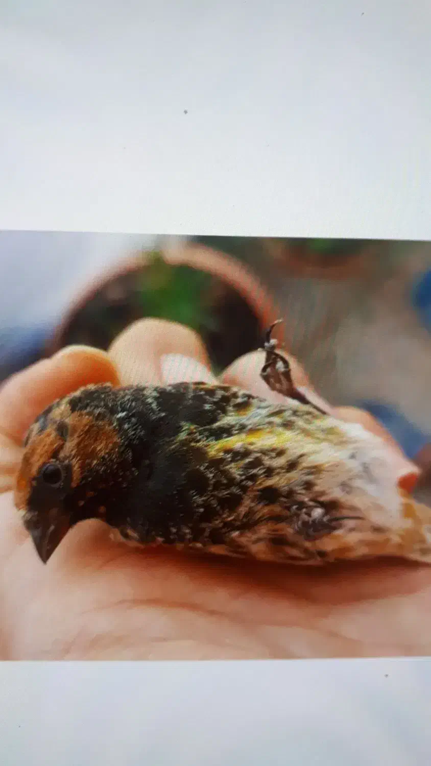 گلبسر نر گل زده|پرنده|کرمان, |دیوار