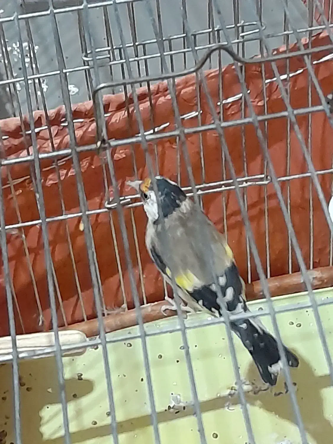 پرنده سهره|پرنده|کوهدشت, |دیوار