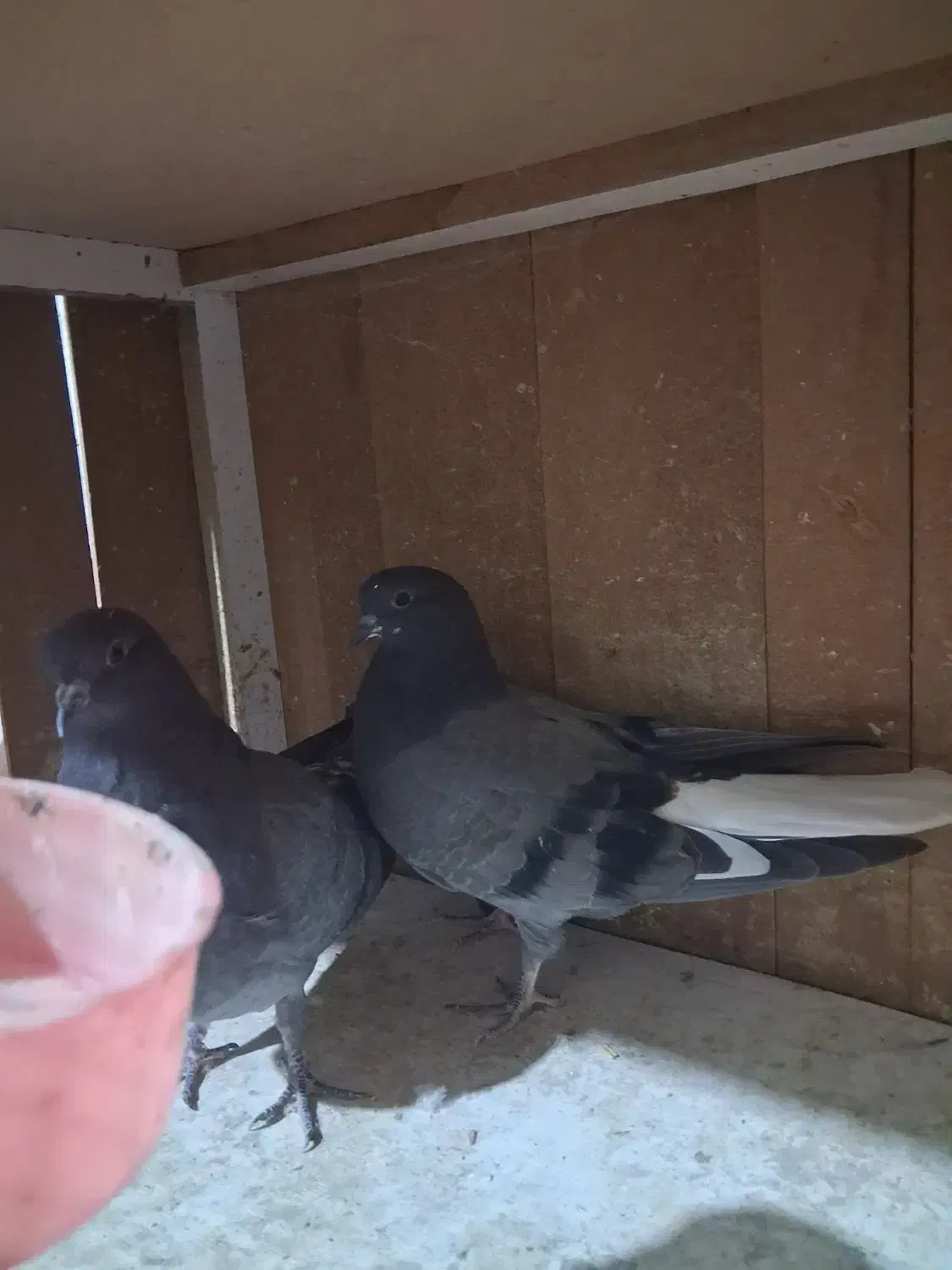 سه عدد کفتر پرشی ب شرط|پرنده|ماهدشت, |دیوار