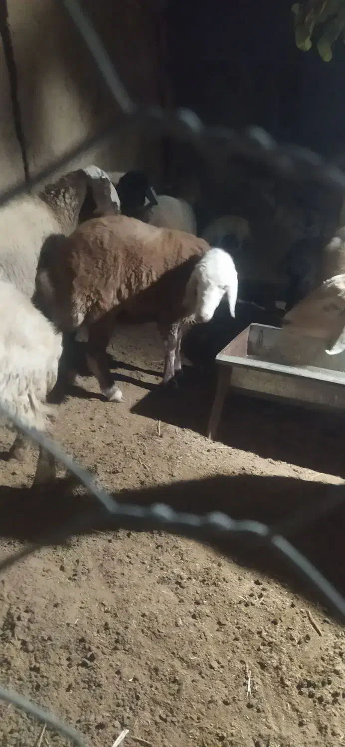 بره نر سنجابی|حیوانات مزرعه|جوین, |دیوار