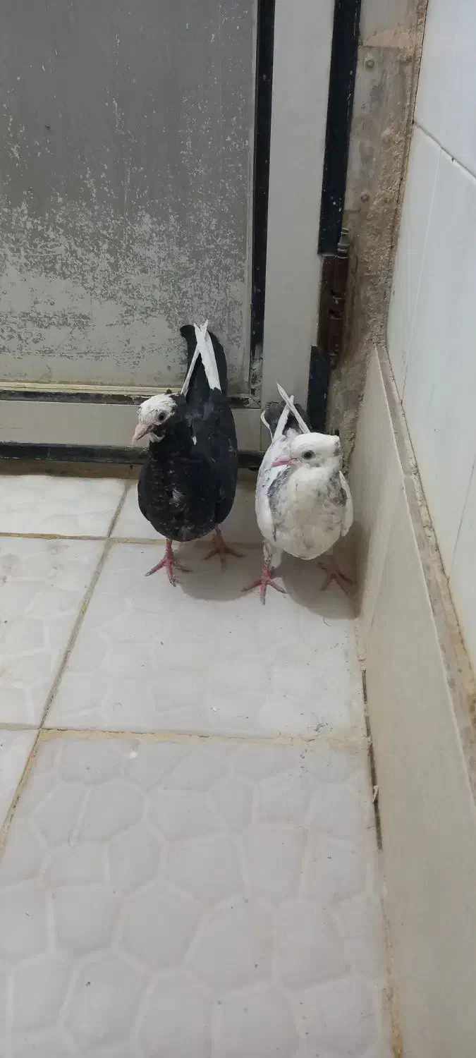 کاکلی ...|پرنده|کرمانشاه, |دیوار