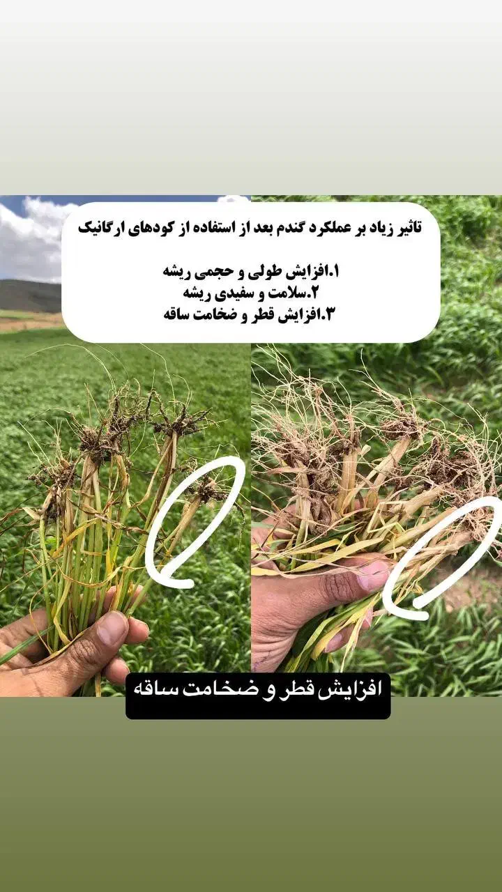 افزایش جوانه‌زنی و تناژ گندم|خدمات باغبانی و درختکاری|دهگلان, |دیوار