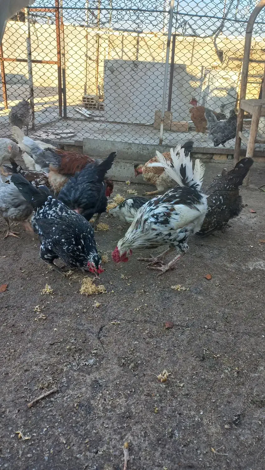 تخم مرغ نطفه دارگلین|حیوانات مزرعه|کرج, اخترآباد|دیوار