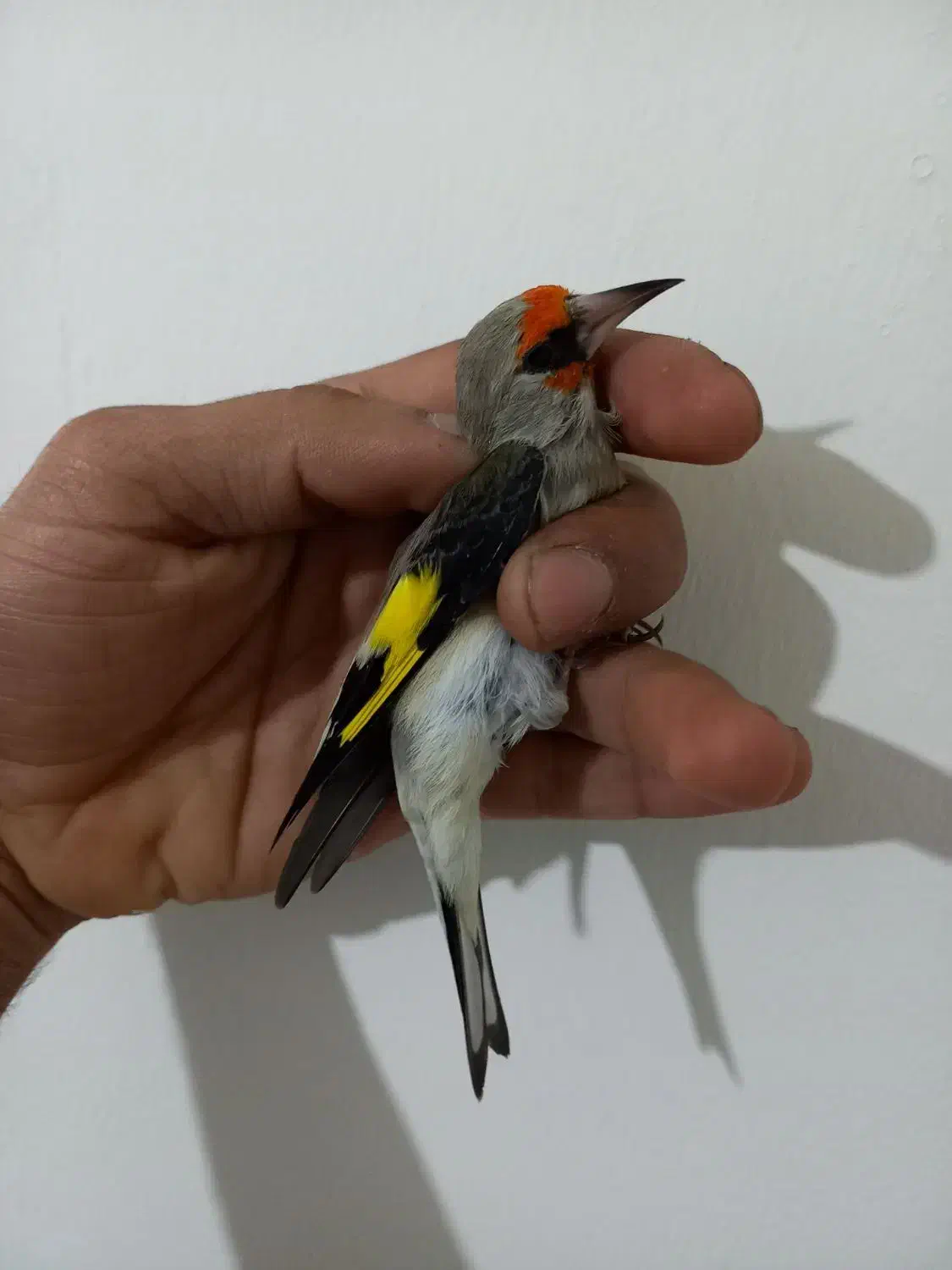 سهره .عروسک|پرنده|هشتگرد, فاز ۷ مهستان|دیوار
