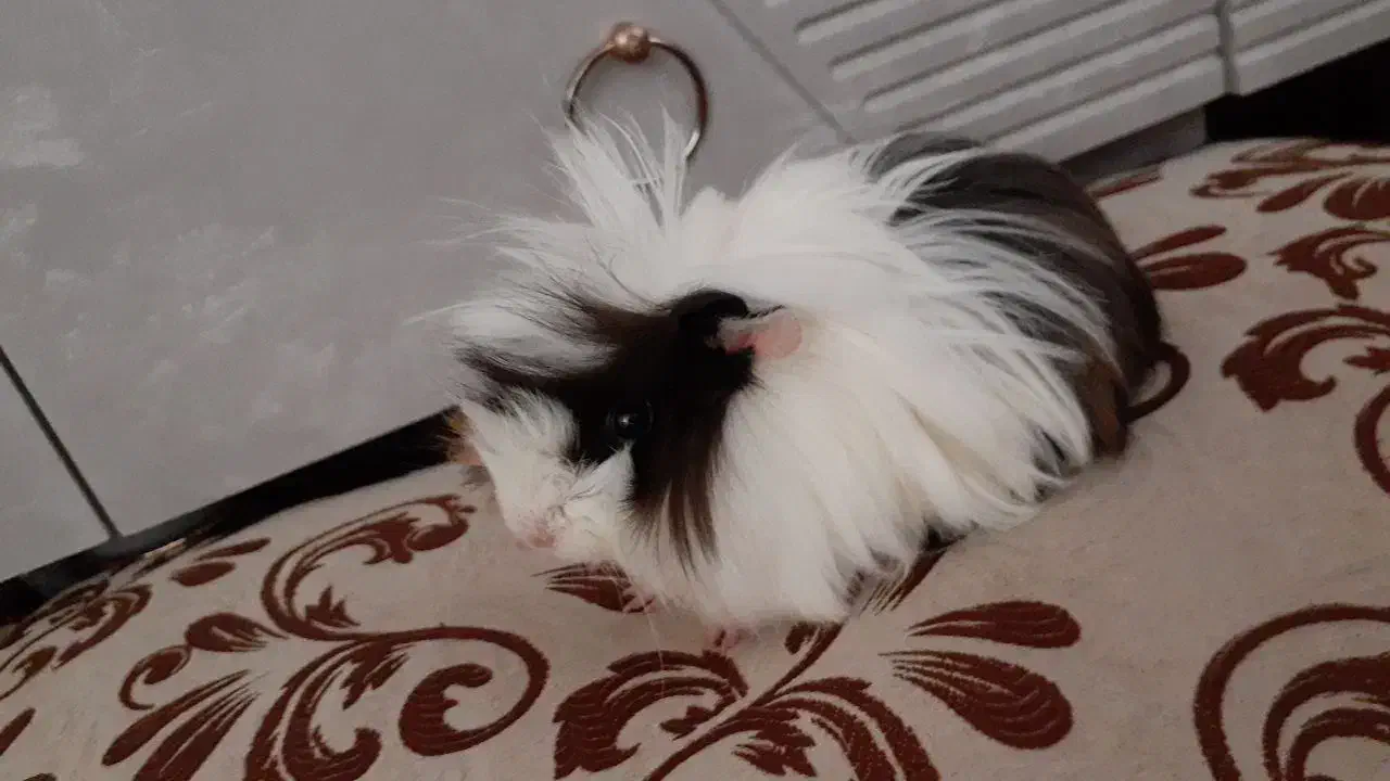 خوکچه هندی نر|موش و خرگوش|بوکان, |دیوار