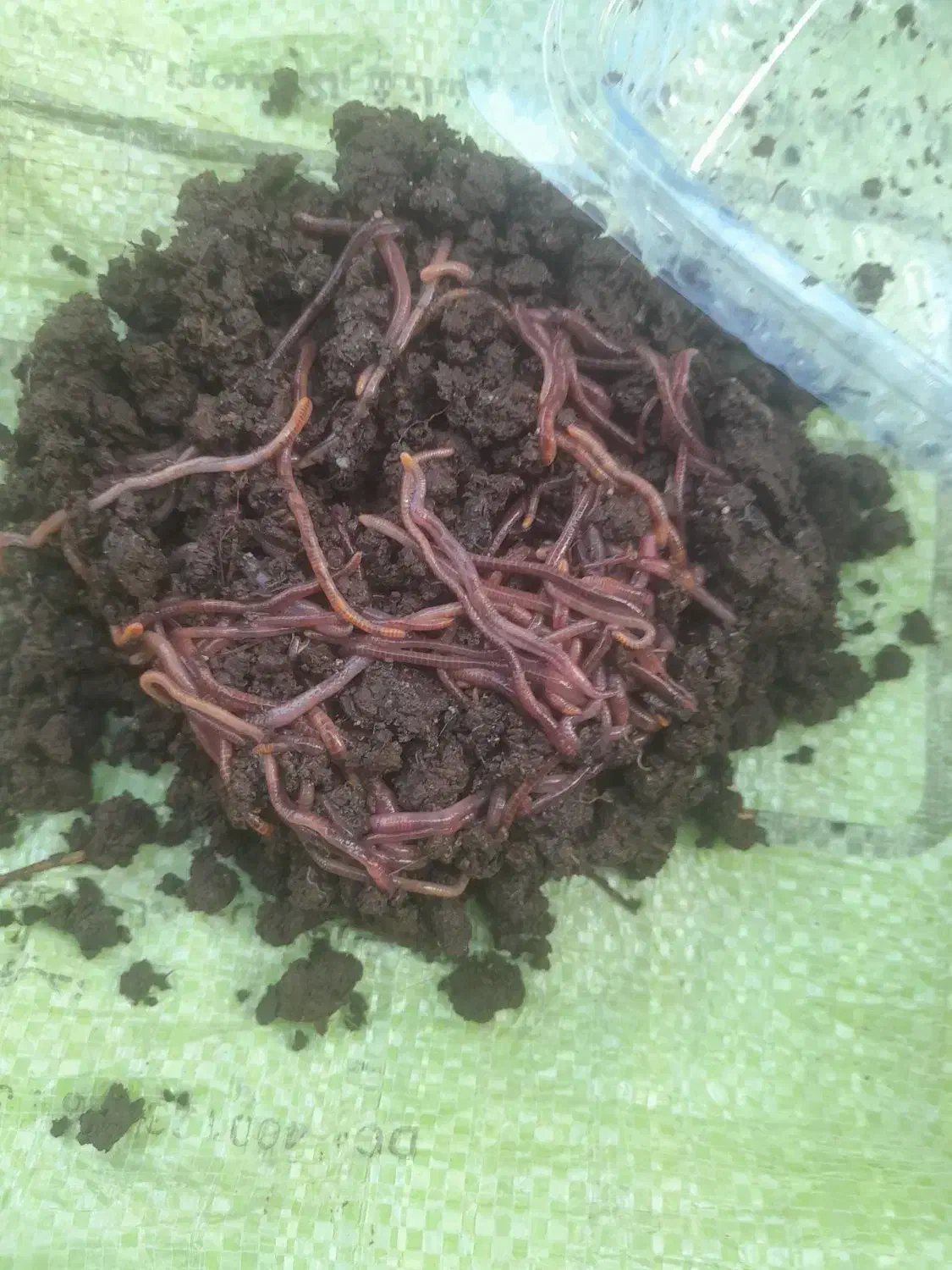 کرم خاکی زنده مخصوص ماهی گیری طعمه کپور|ماهیگیری|اصفهان, باغ فدک|دیوار