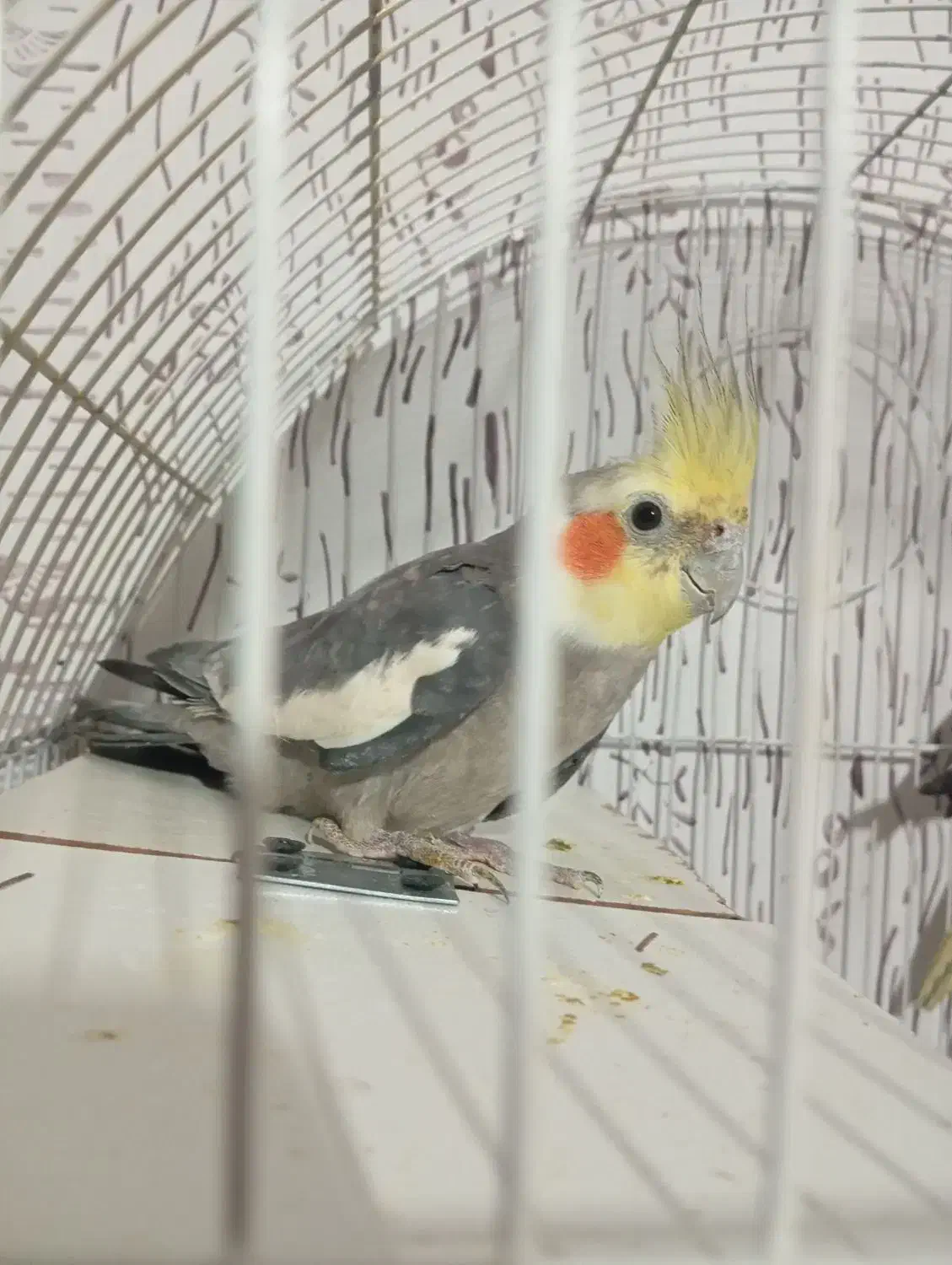 عروس هلندی|پرنده|مشهد, کوشش|دیوار