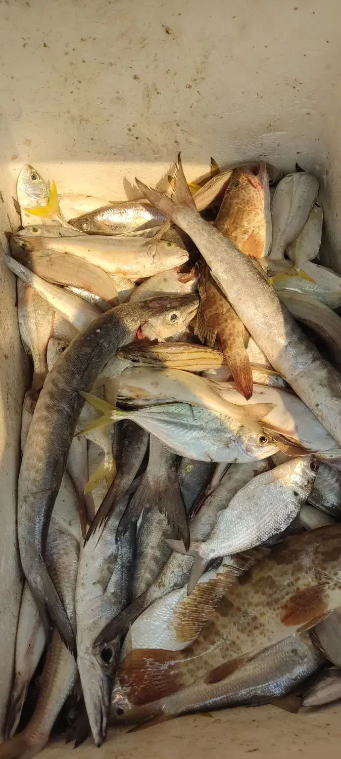 ماهی تازه صید امروز|ماهی|بندر کنگان, |دیوار