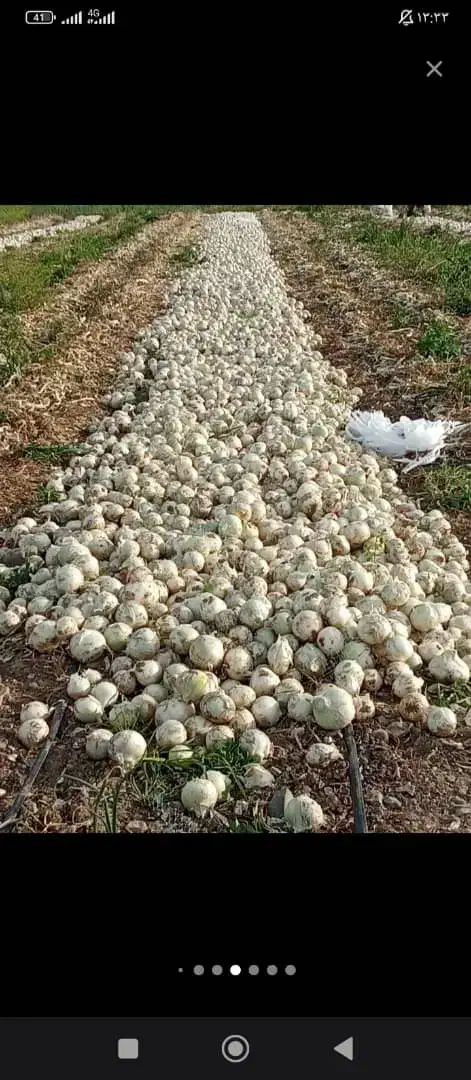 گروه پیازکن 8نفری قیمت مناسب|خدمات پیشه و مهارت|جیرفت, |دیوار