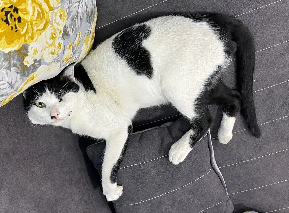 گمشده|حیوانات|بندر ماهشهر, |دیوار