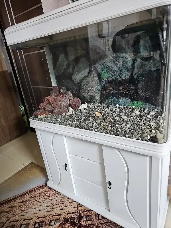 اکواریوم تمیز و سالم با تمامی امکانات درجه یک|ماهی|قم, پردیسان|دیوار