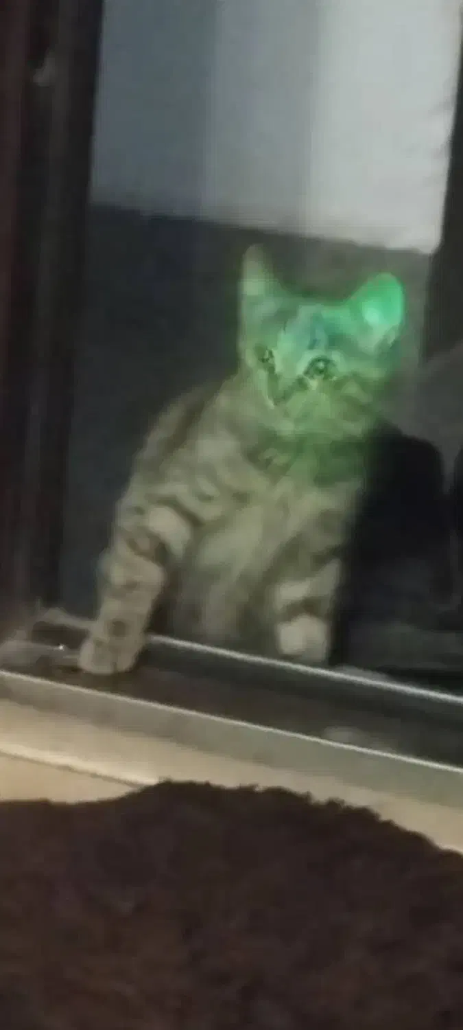 هرجا گربه رو دیدین این گربه تو شهرک آزادی|گربه|اردبیل, |دیوار