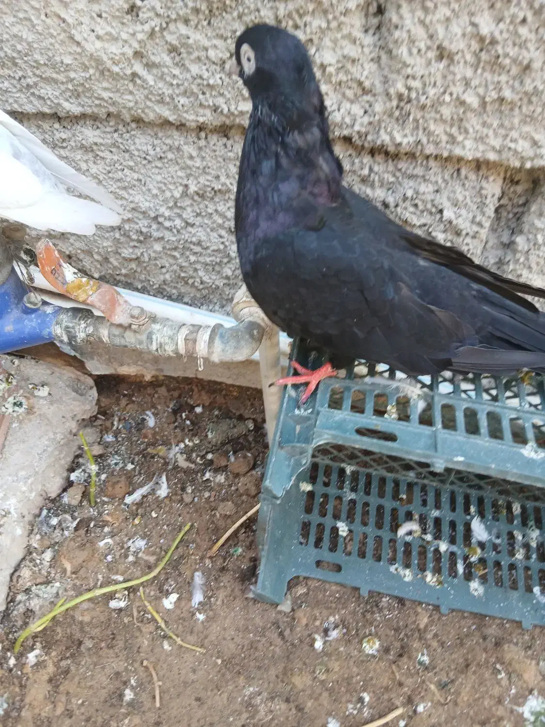 کبوتر زاغ آبادانی|پرنده|بندر ماهشهر, |دیوار