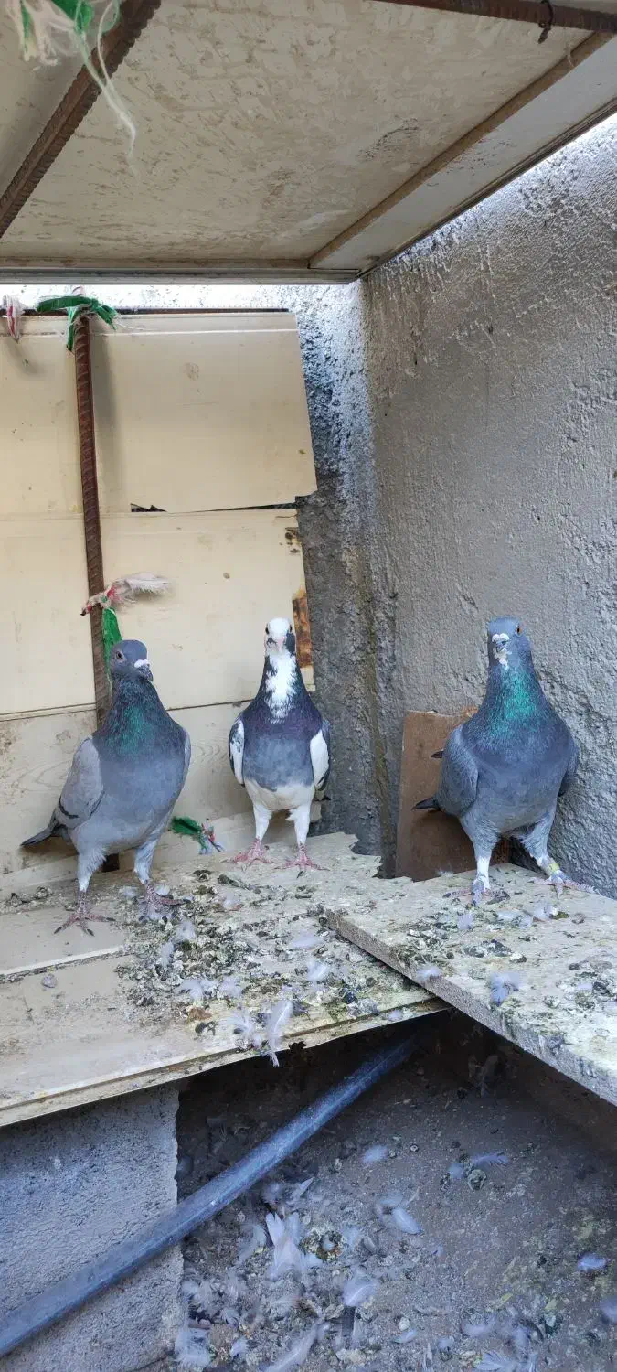 بورمگس|پرنده|نازیل, |دیوار