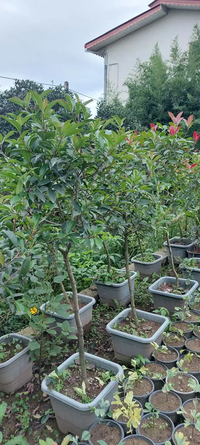 فتونیا پایه دار|گل و گیاه طبیعی|کلاچای, |دیوار