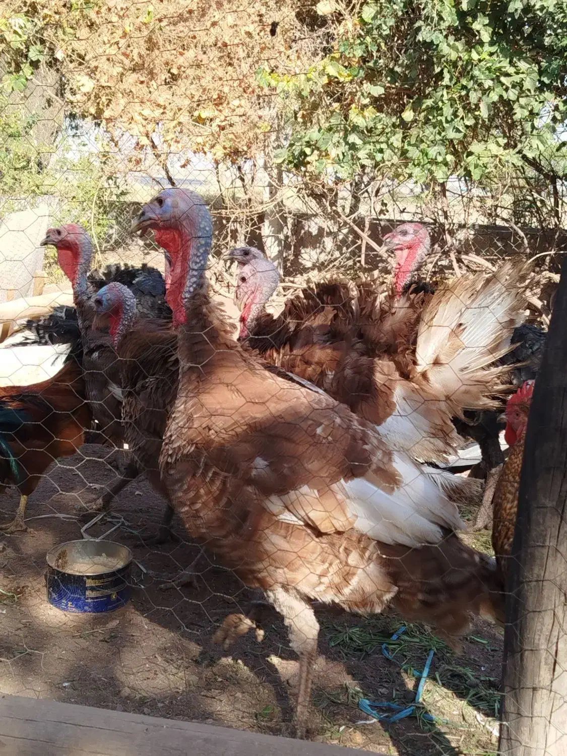 بوقلمون ارگانیک مزرعه|حیوانات مزرعه|قزوین, |دیوار