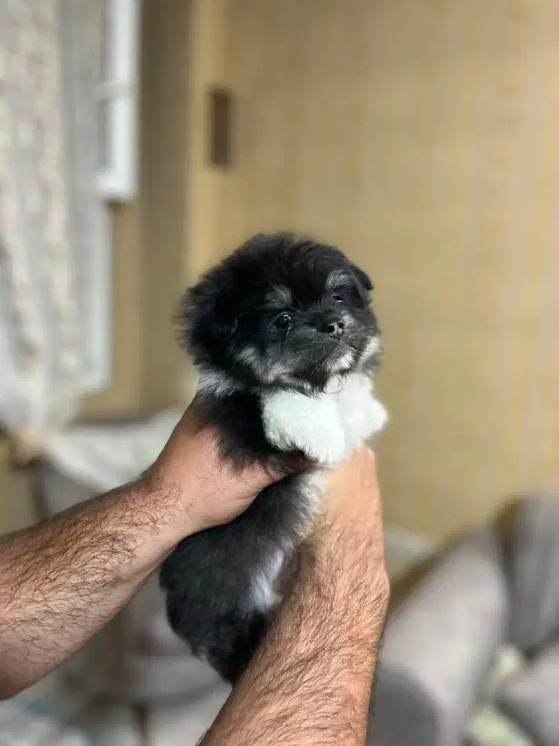 پامر پامر ین|سگ|احمدآبادمستوفی, |دیوار