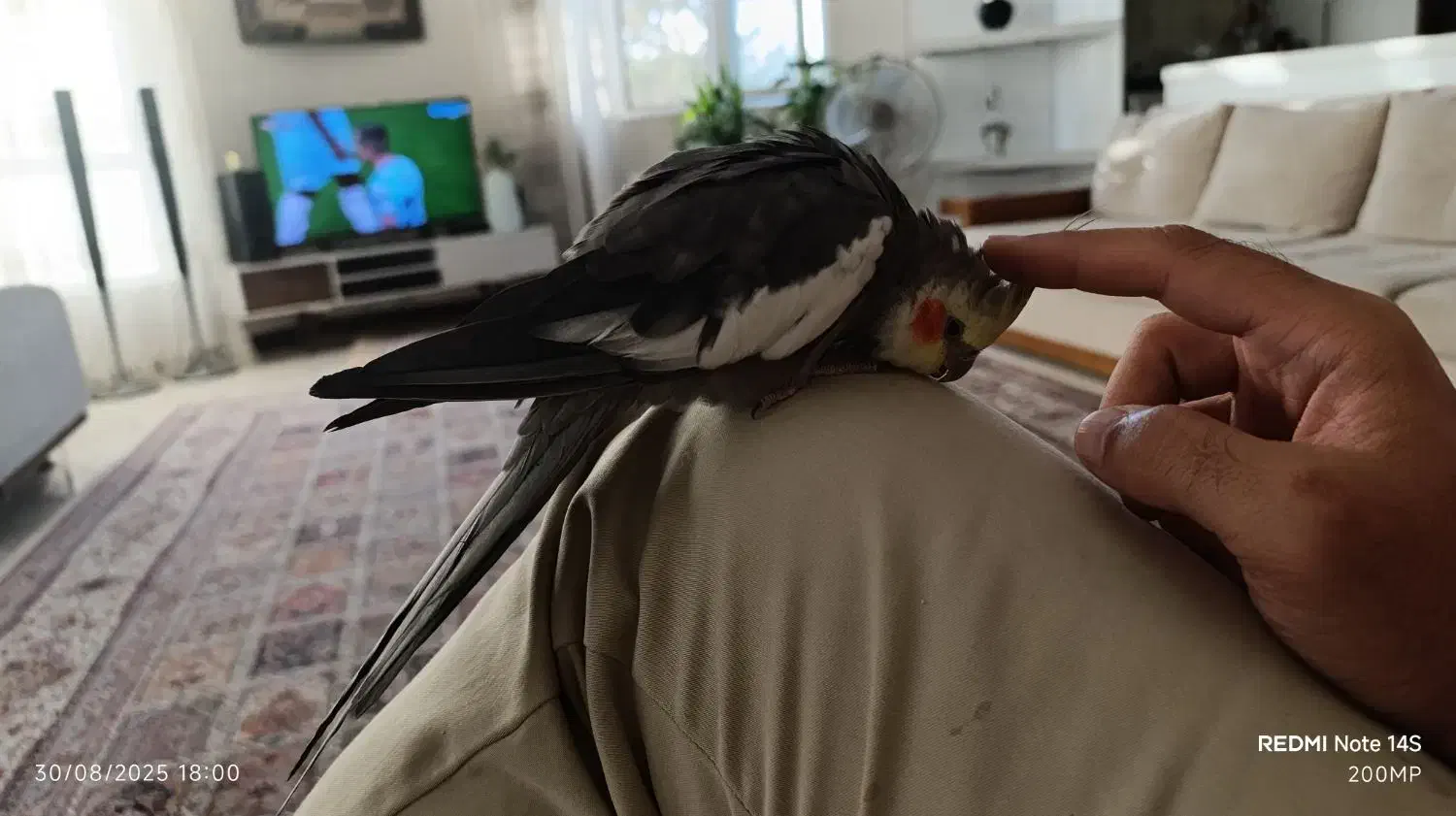 عروس هلندی نر سخنگو|پرنده|کرمانشاه, |دیوار