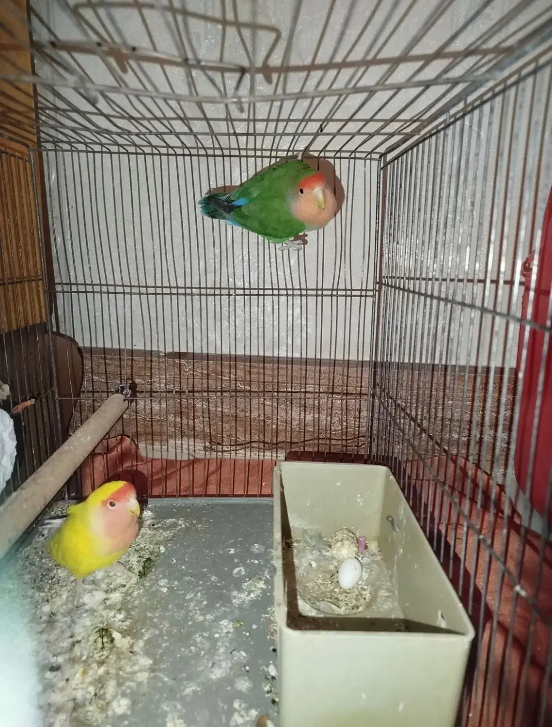 طوطی برزیلی|پرنده|محمدشهر, جعفرآباد|دیوار