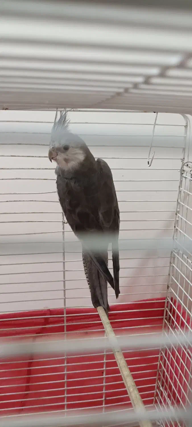 عروس هلندی|پرنده|بومهن, |دیوار