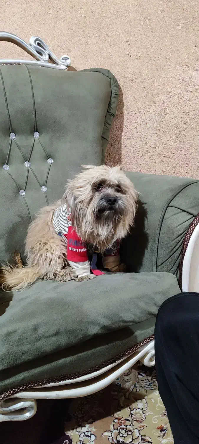 سگ پشمالو قهوه ای نژاد فی فی|سگ|بهبهان, |دیوار