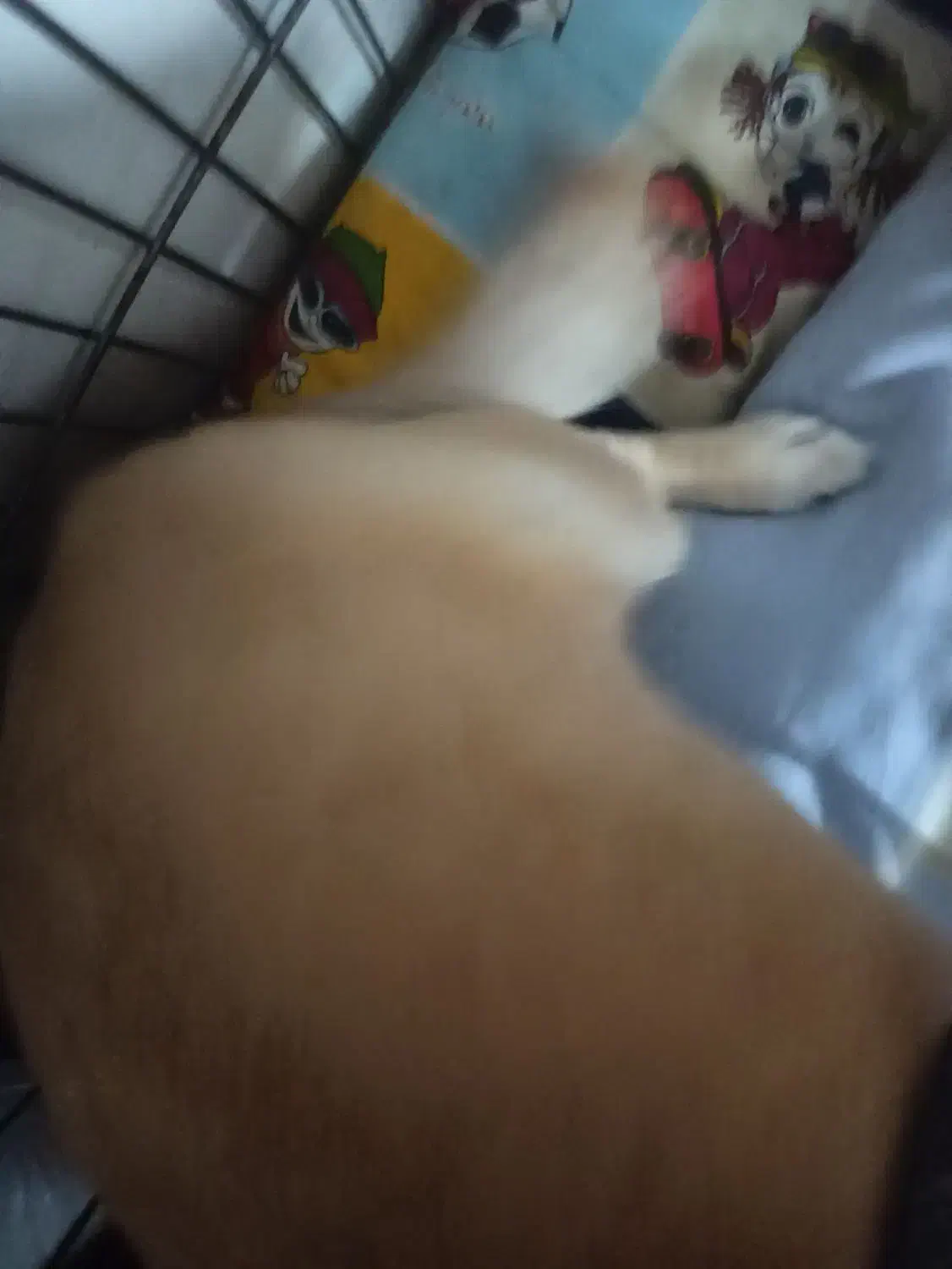 سگ پیدا شده|حیوانات|اندیمشک, |دیوار