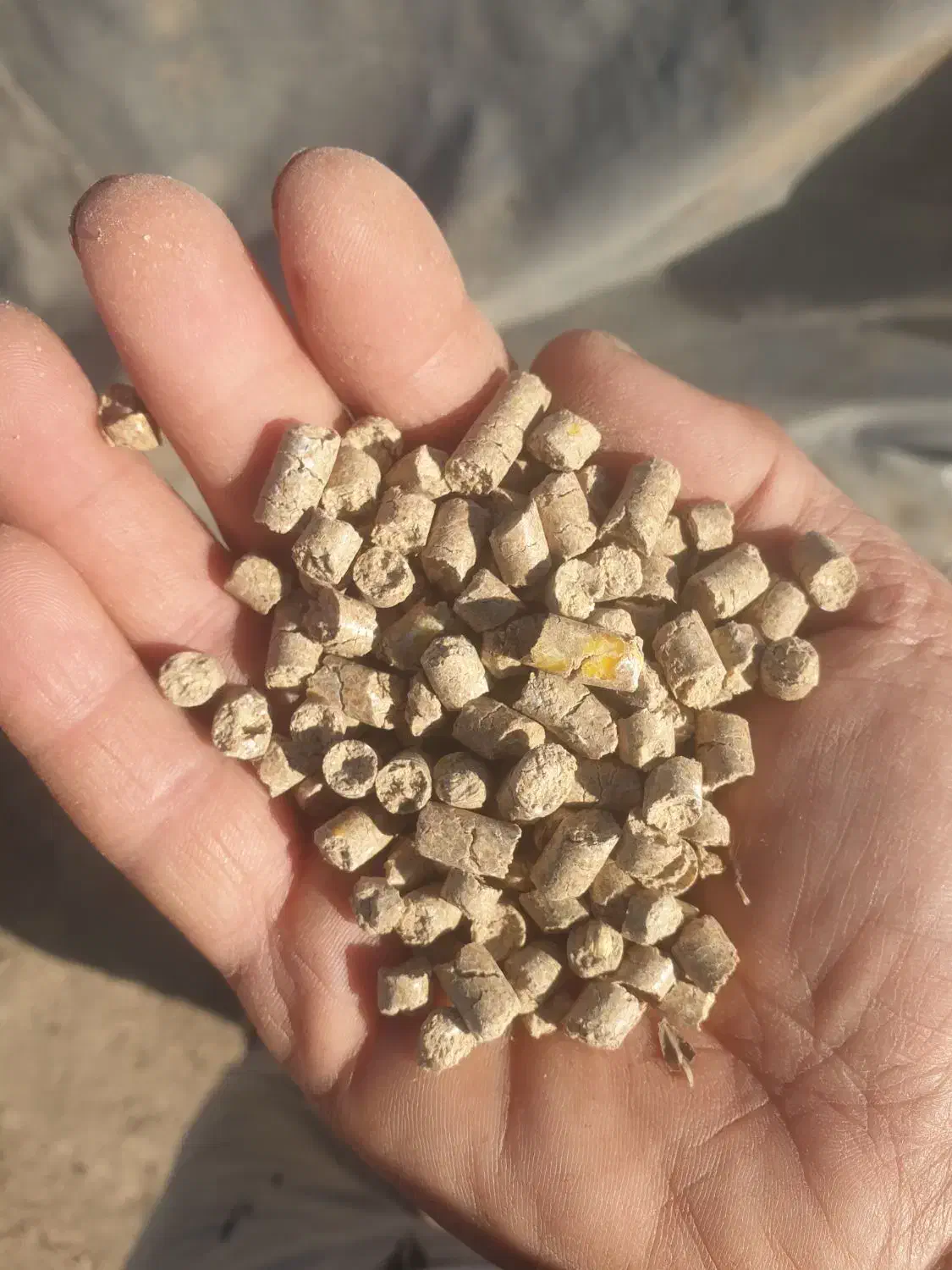 جو...کنسانتره|حیوانات مزرعه|قشلاق دشت, |دیوار