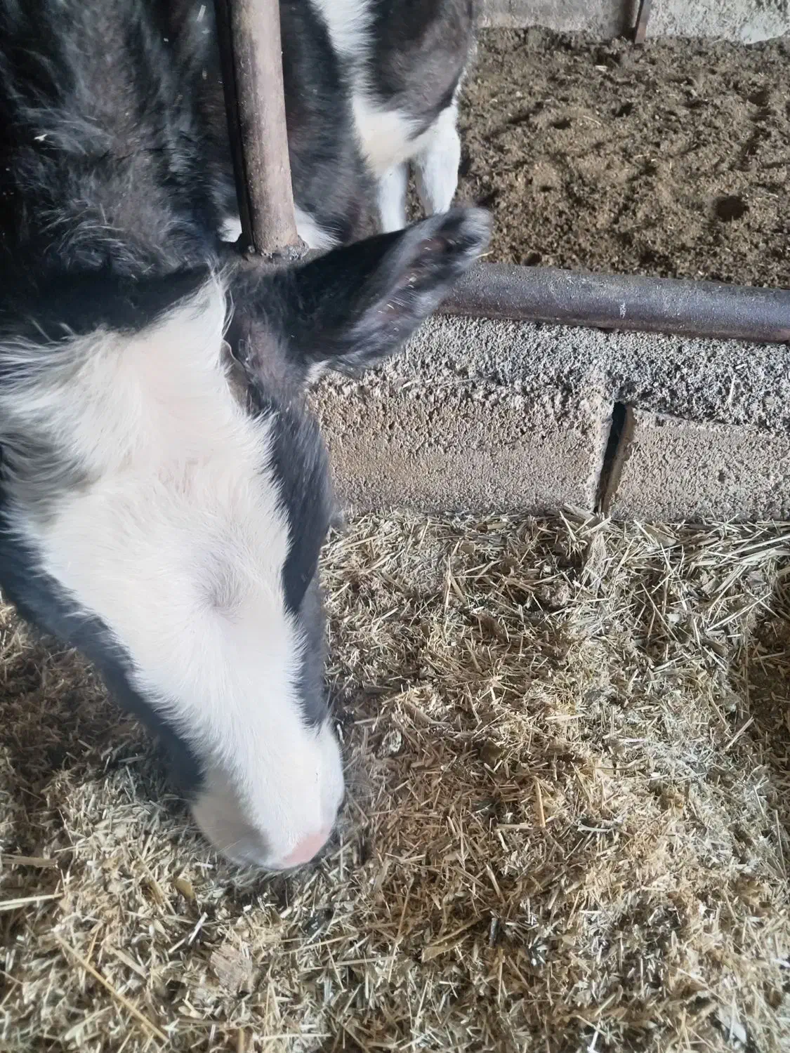 گوساله|حیوانات مزرعه|عسگران, |دیوار