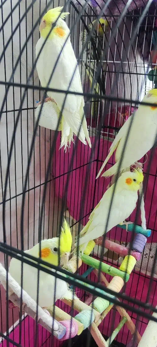 جوجه عروس هلندی لوتینو|پرنده|رشت, کوی مهر|دیوار