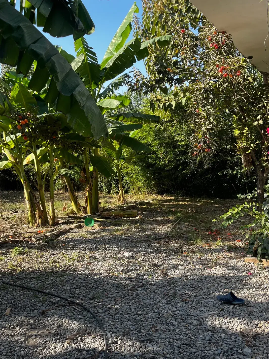 باغ با چاه|فروش زمین و ملک کلنگی|گرگان, |دیوار