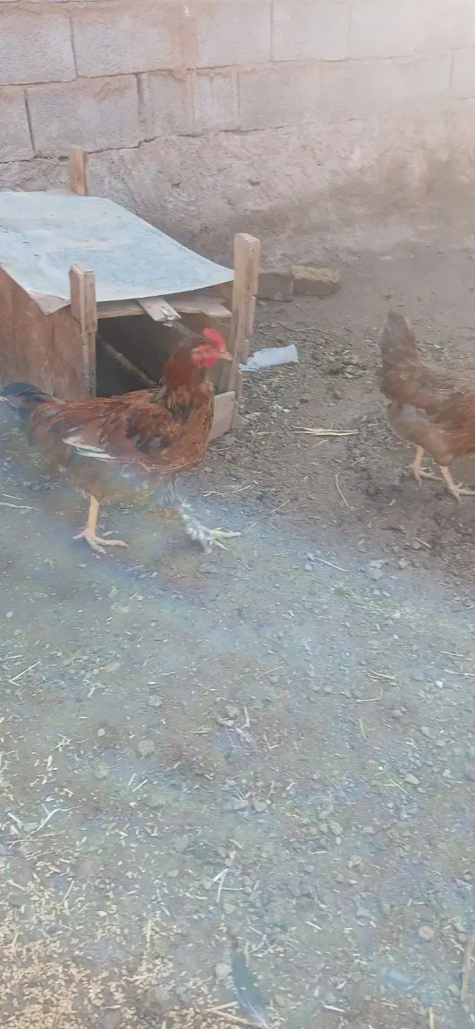 خروس بچه|حیوانات مزرعه|مرند, |دیوار