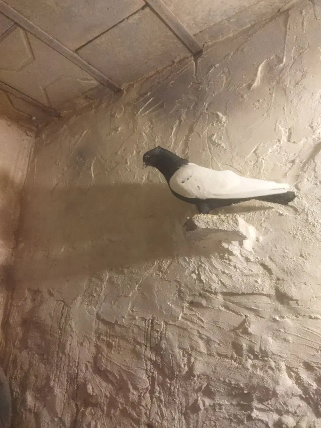 کفتر کبوتر رنگه|پرنده|مشهد, مصطفی خمینی|دیوار