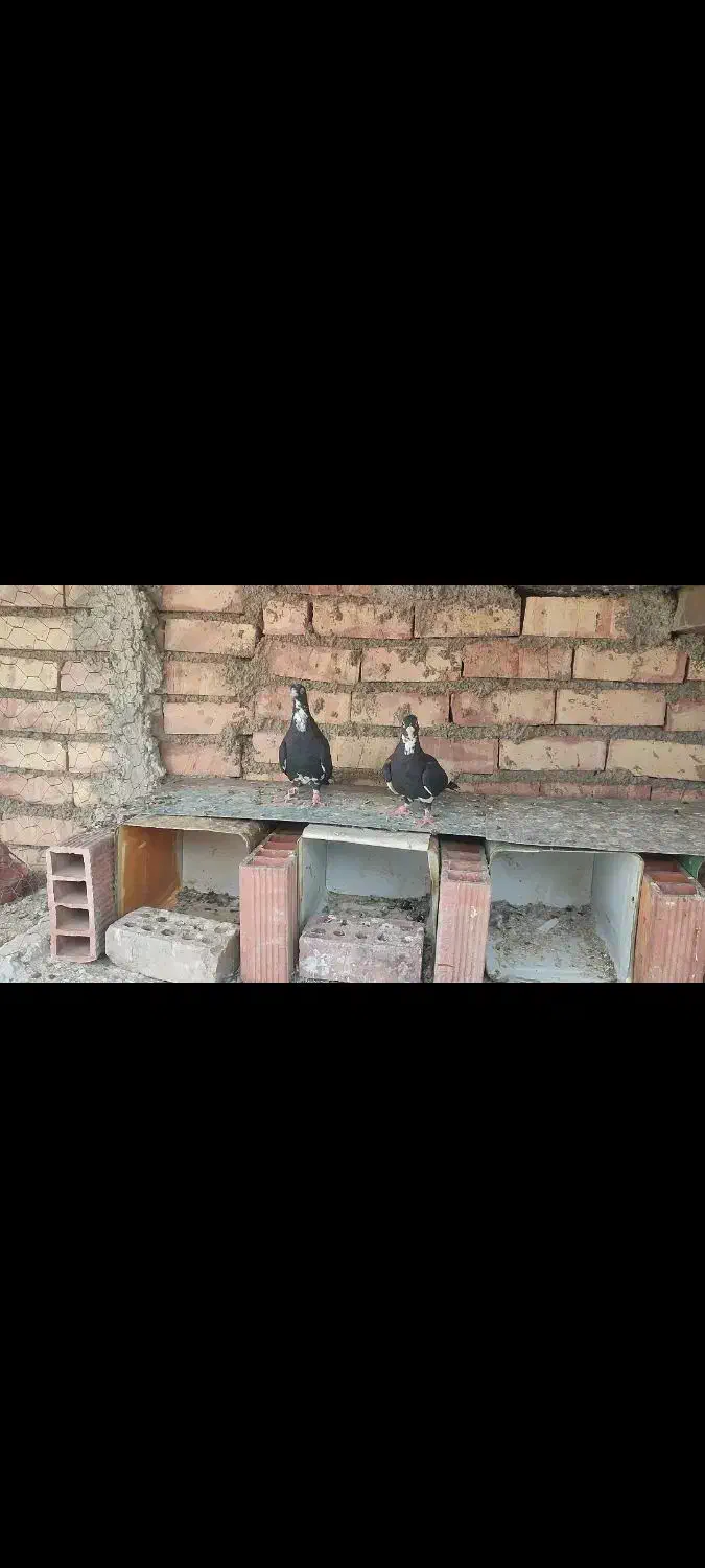 دوتا جونگ پلنگ|پرنده|زرند, |دیوار