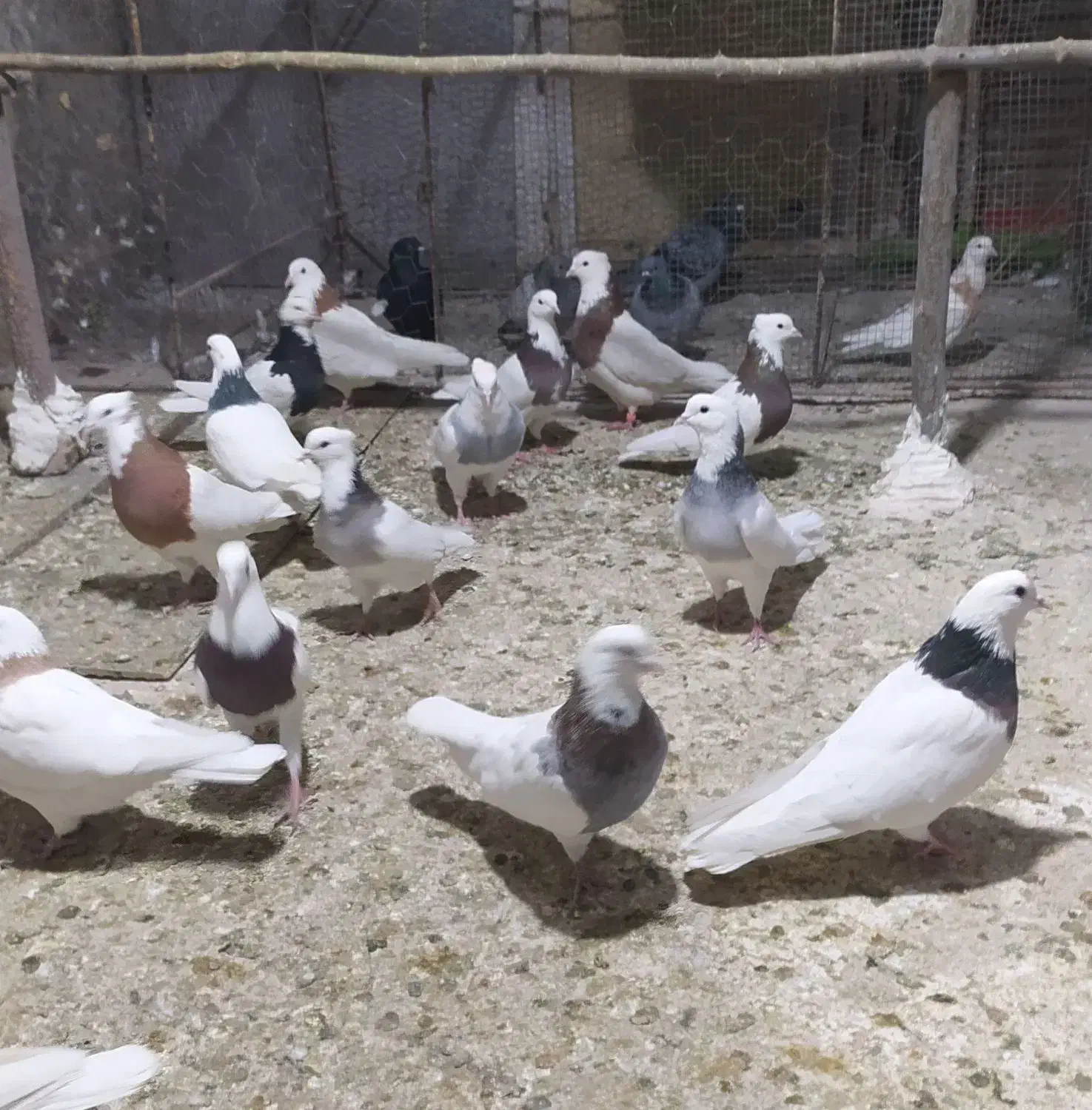 کبوتر طوقی|پرنده|همدان, |دیوار