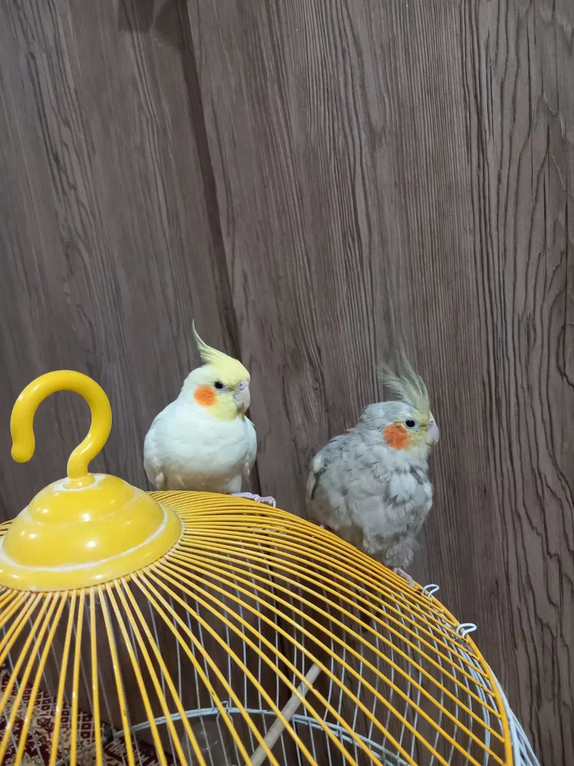 عروس هلندی|پرنده|شفت, |دیوار