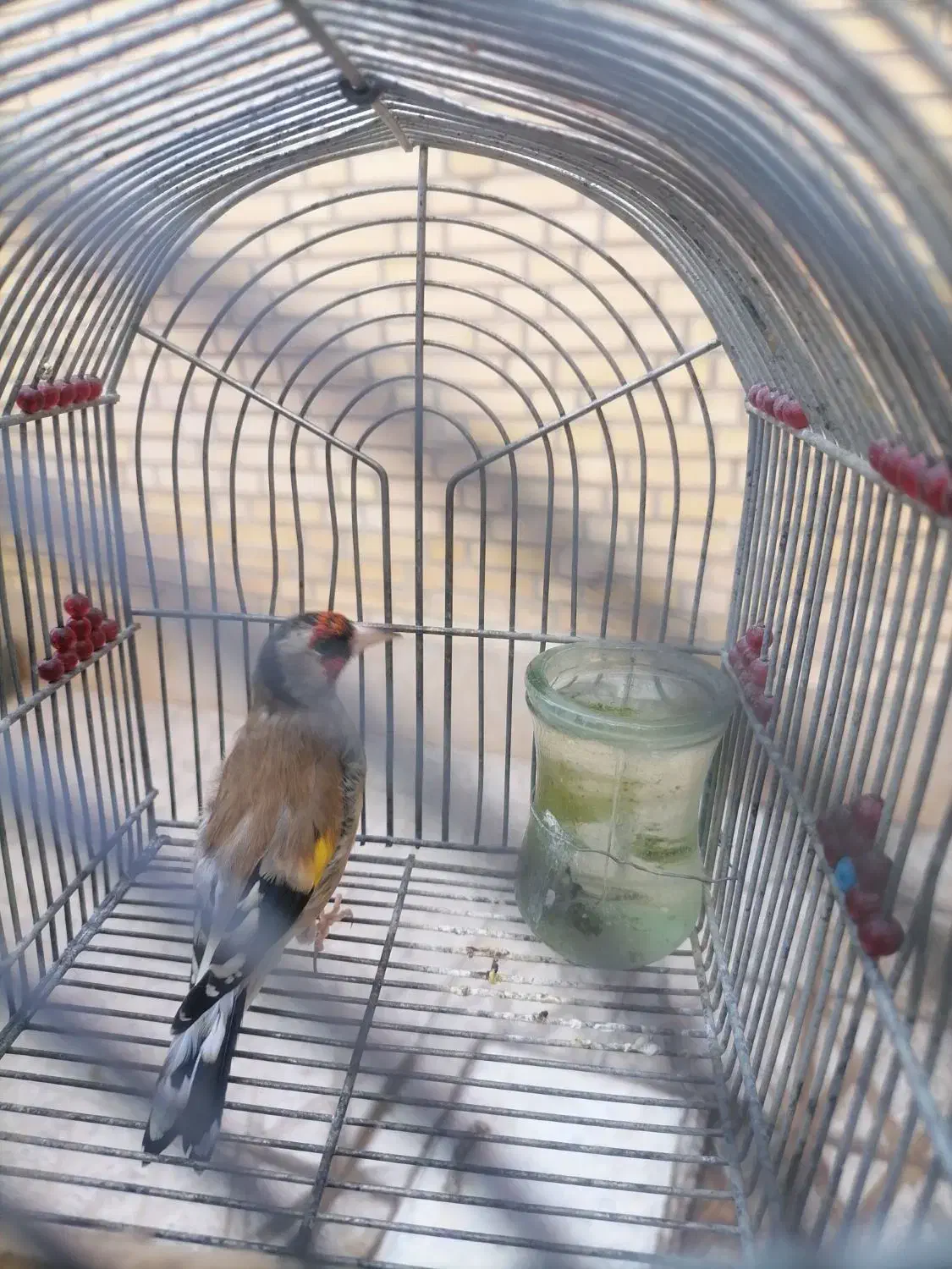 سهره دهن دار|پرنده|مرودشت, ابوذر جنوبی|دیوار