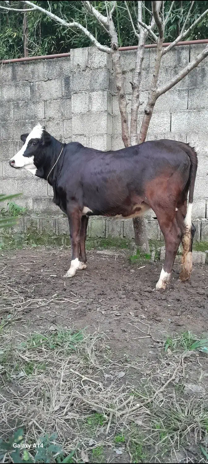 لیشه چالوسی گوساله گاو|حیوانات مزرعه|رشت, پل تالشان|دیوار