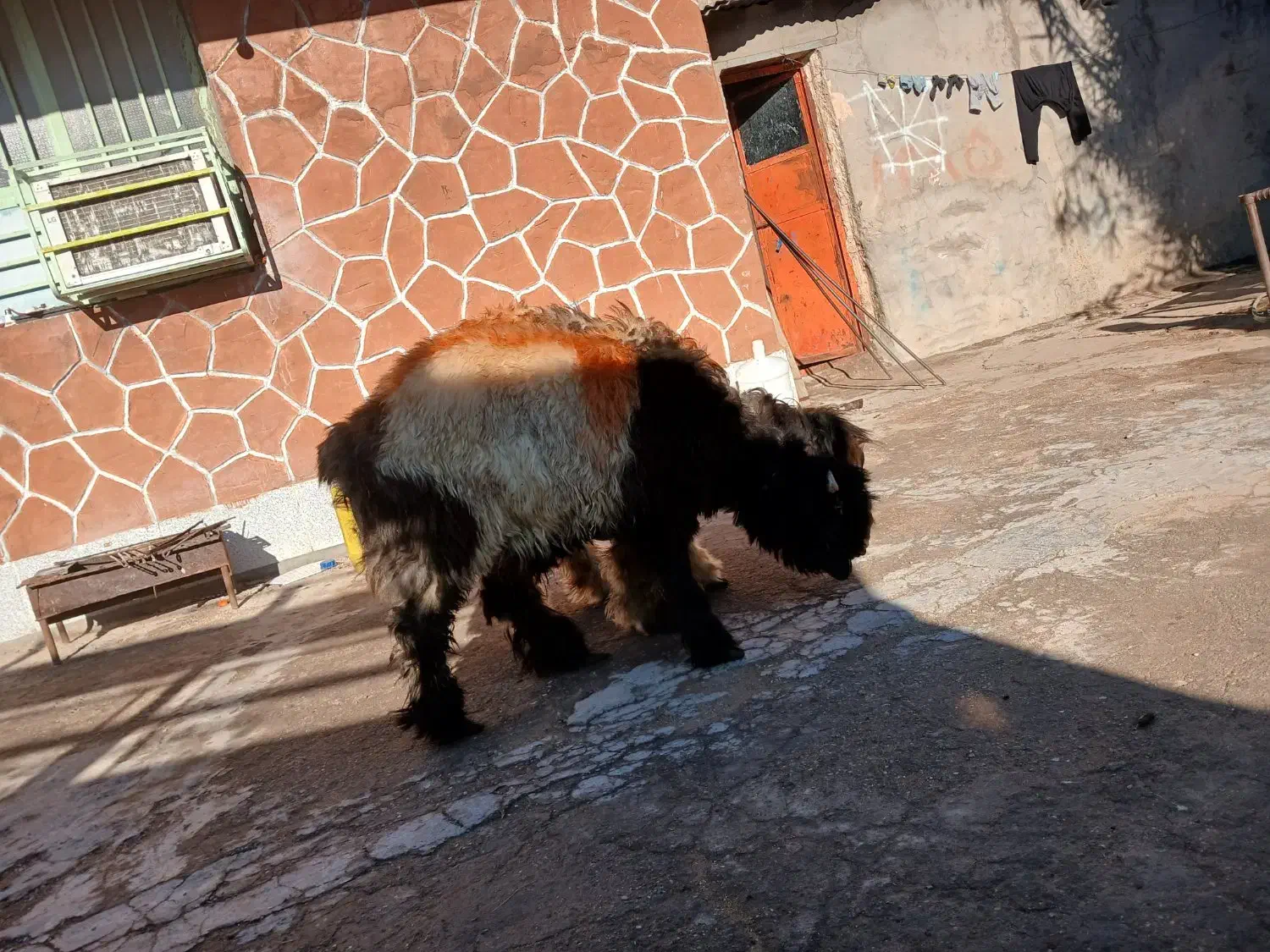 کوه تخمی|حیوانات مزرعه|گتوند, |دیوار