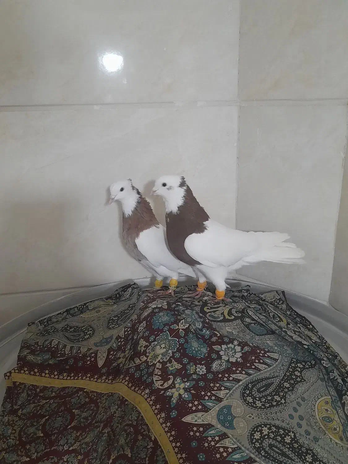 کبوتر|پرنده|رشت, یخسازی|دیوار