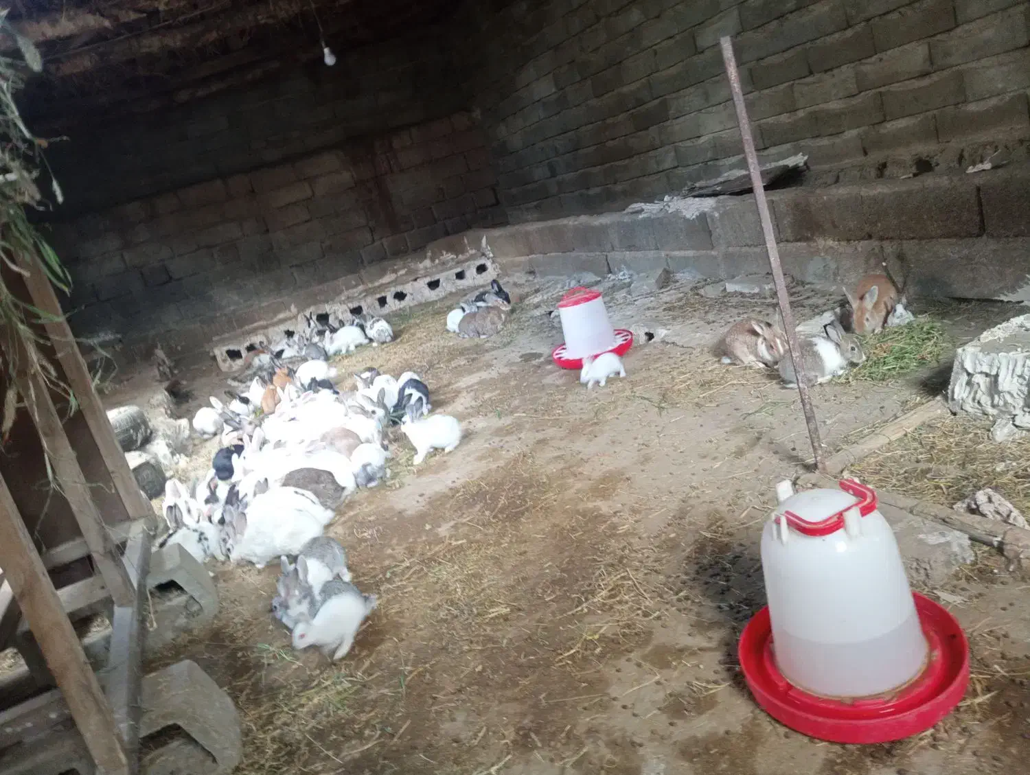 خرگوش بالغ عمده|موش و خرگوش|ارومیه, |دیوار