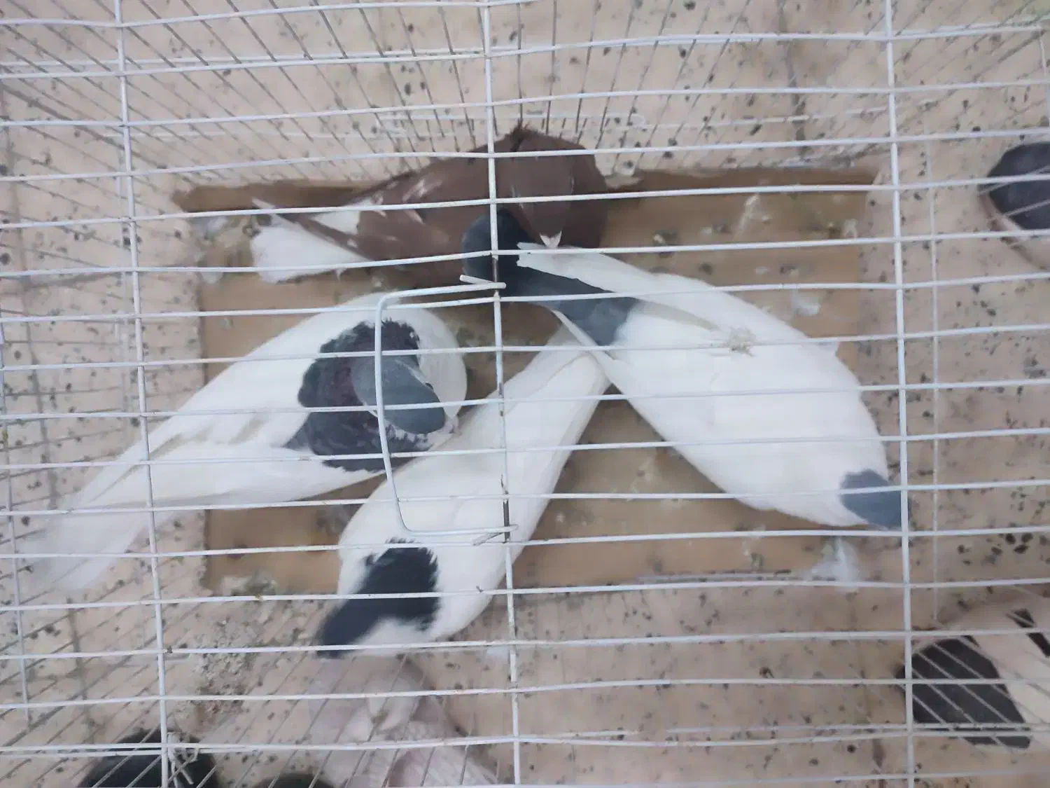 پرنده|پرنده|مشهد, حسین‌آباد|دیوار