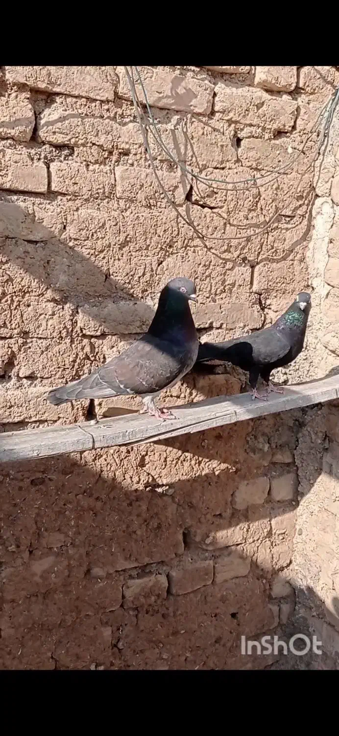 طوقی|پرنده|مهربان, |دیوار