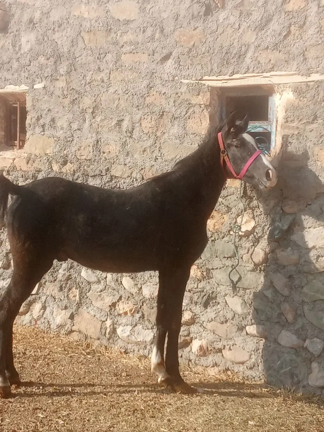 کره نریان 18ماهه ازارشاکیانی|اسب و تجهیزات اسب‌سواری|ارومیه, |دیوار