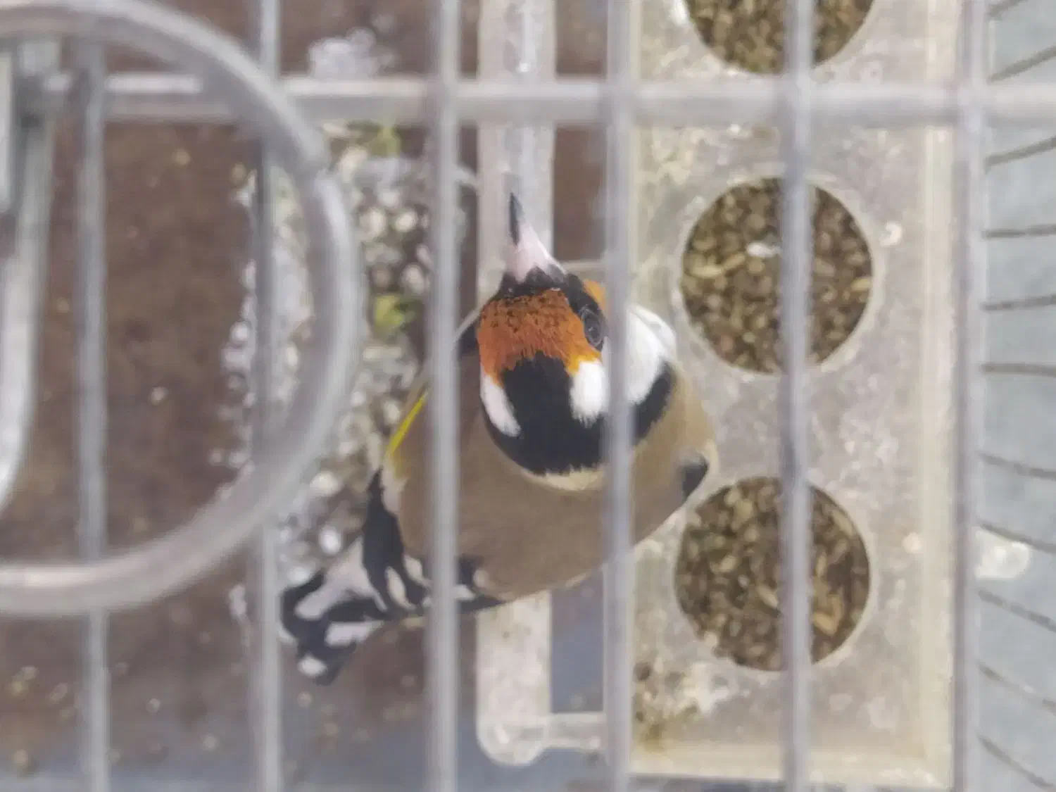 سهره|پرنده|همدان, |دیوار